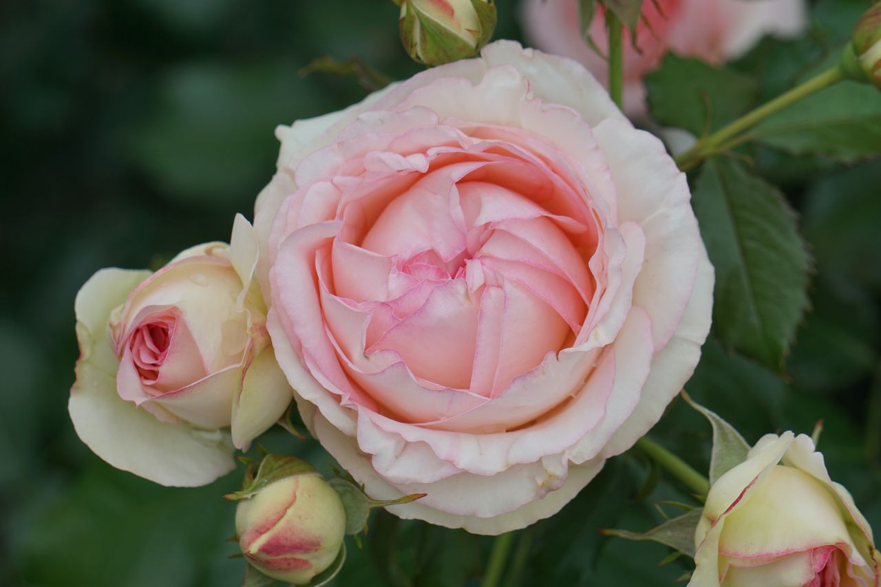 Rosier Pierre de Ronsard