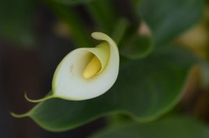 Arum aux feuilles jaunes