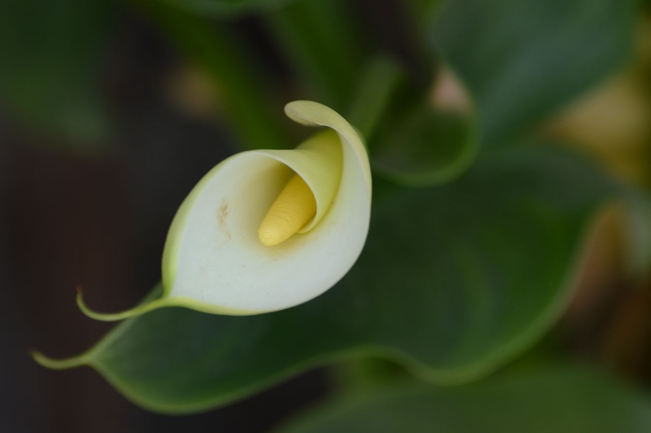 Arum aux feuilles jaunes