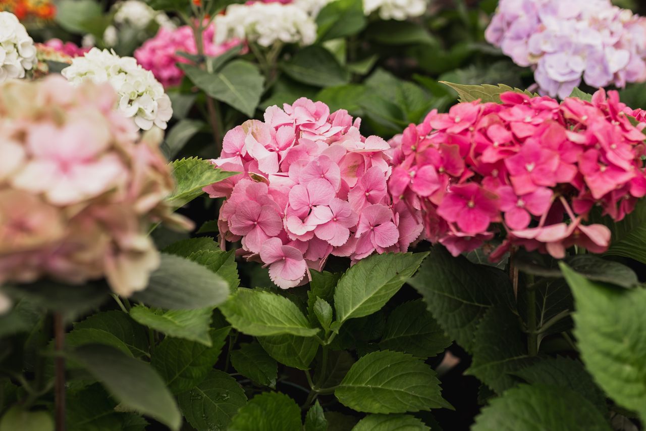 Bouture d’hortensia