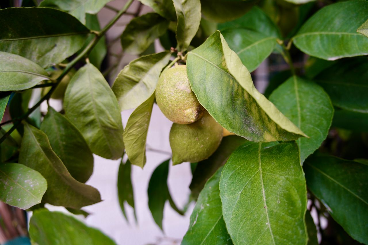 Tailler un citronnier