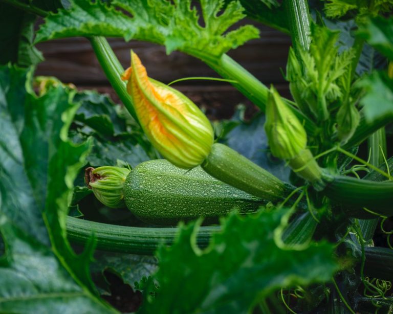 Tailler les feuilles des courgettes