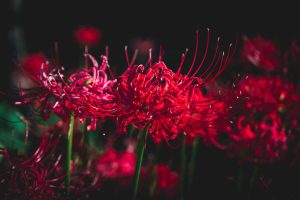 Fleur rouge de Tokyo Ghoul