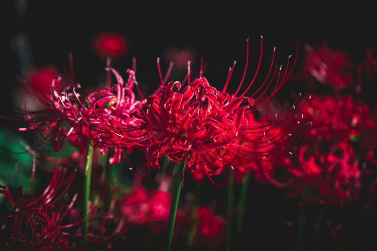 Fleur rouge de Tokyo Ghoul