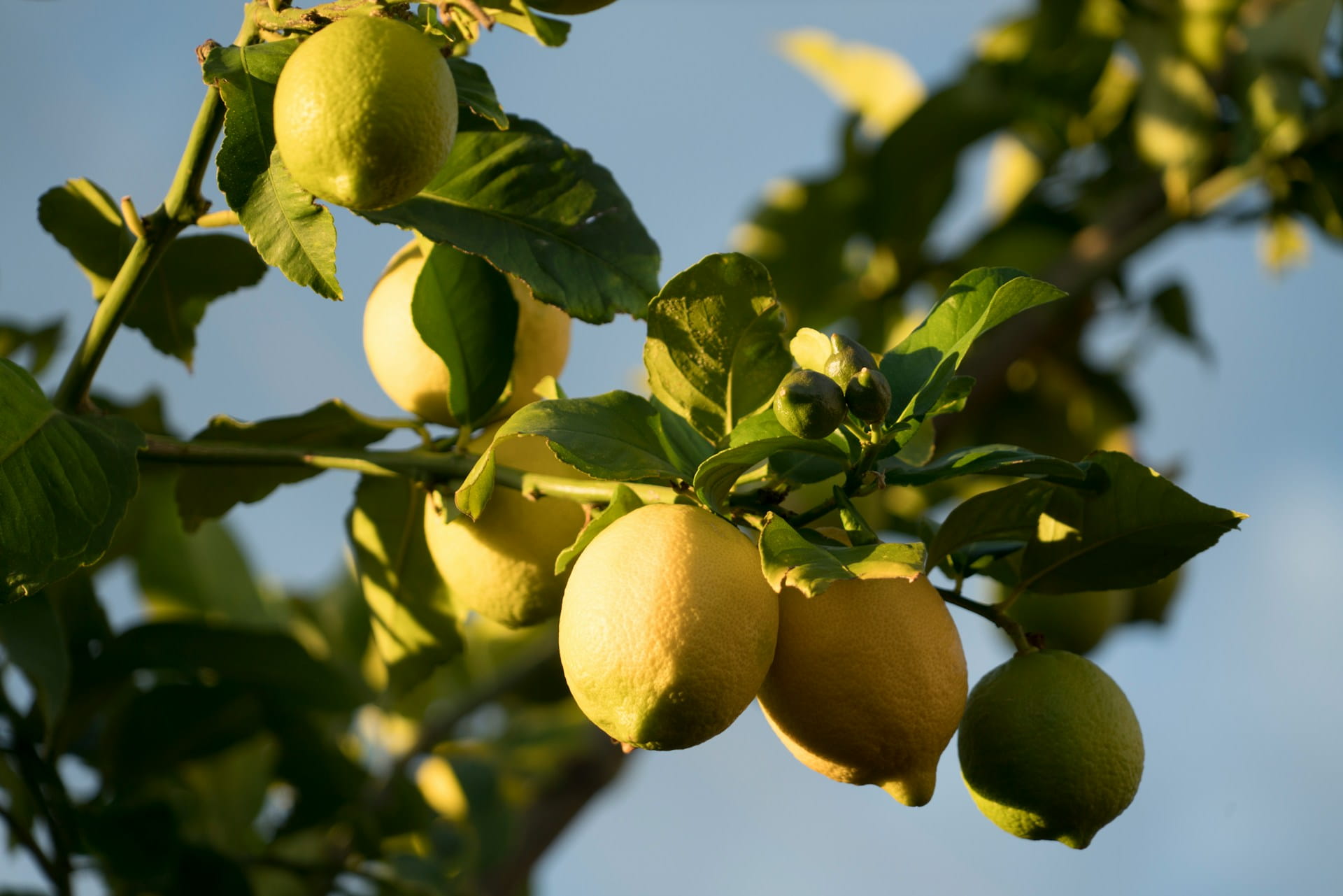 Maladies du citronnier